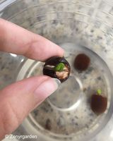 Gedroogde lotuszaden uit Vietnam, zorgvuldig verpakt, natuurlijke smaak, aangename textuur, merk Toan Tai Loc Phat, 12 maanden houdbaarheid, landbouwproduct.