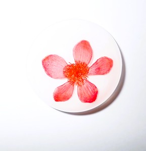 Viola Herb Flower - Espécimen de Planta Real en Cabujón de Plástico Redondo de 35x35 mm, Base Plana Blanca para Manualidades y Joyería - Product Image 3