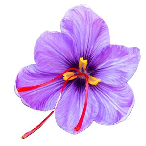 Azafrán de Cachemira indio natural de alta calidad, Proceso seco crudo, tarifa directa del proveedor al por mayor - Product Image 1