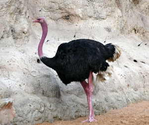 North <b>African</b> Ostrich Breeding Birds for Wholesale Buyers and Farm Owners - Product Image 1