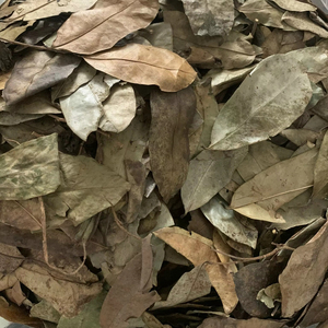 ผู้ผลิตเวียดนามจำหน่ายใบเต้ารีดแห้ง ชาสมุนไพรธรรมชาติ ใบกราวิโอลา ขายส่งจากโรงงาน ผู้ส่งออก - Product Image 5