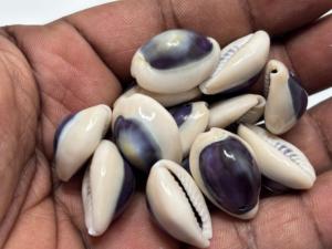 Conchas de Cauri Naturales Talladas con un Tono Púrpura, Material Orgánico Ecológico, Suministros de Arte, Joyería, Manualidades, Accesorios de Moda - Product Image 5