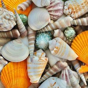 Coquillages naturels mélangés pour la décoration d'aquariums, les loisirs créatifs et les accessoires photo - Product Image 1