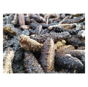 Expédition immédiate : Concombre de mer surgelé de qualité supérieure, qualité alimentaire, vente en gros, approvisionnement en vrac, qualité supérieure, fabricant exportateur - Product Image 4