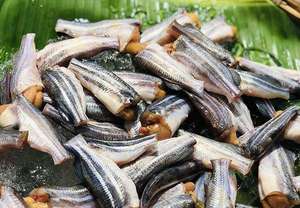 High Quality Naked Catfish Roe Vietnam Supplier Firm Sweet Meat Creamy IQF Frozen Box 1kg VietDelta - Product Image 3