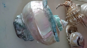 เปลือกหอยเทอร์โบสีขาวธรรมชาติสำหรับตกแต่ง, เปลือกหอยเทอร์โบหยก, เปลือกหอยเกลียวขนาดใหญ่, เปลือกหอยเทอร์โบหยก, เปลือกหอยหอยทากสีขาว - Product Image 4