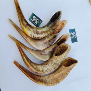 Corne de bélier polie artisanale Shofar artefact religieux naturel pour la décoration intérieure rituels de prière et cérémonies culturelles - Product Image 4