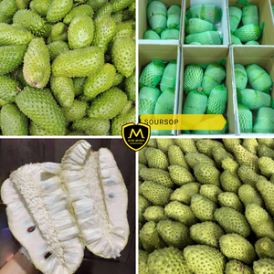 Guanábana Fresca de Primera Calidad de Kim Minh International - Suministro Global para Importadores - Product Image 4