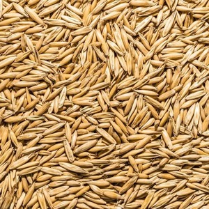 Cereales de Cebada de Alta Energía REEN TRADERS de Uttar Pradesh |   Ingrediente de Grado A para Alimentos y Alimentación Animal para Caballos y Ganado - Product Image 4
