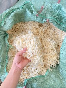 Gold Organic Seasoned Laver <b>Dried</b> Sea <b>Moss</b> From Vietnam in Bag-High Quality Export Ms. Lily - Product Image 5
