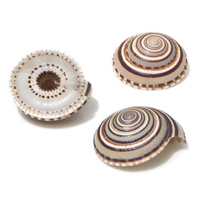 Décoration de plage en coquillages marins et coquillages marins naturels de qualité supérieure, coquillages nettoyés - Product Image 5