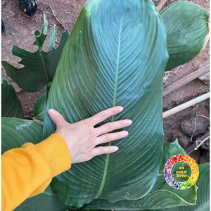 99 Hojas de Dong Congeladas Naturales para Envolver Alimentos, Biodegradables y Ecológicas, para Decoración de Alimentos y Uso en la Cocina - Product Image 1