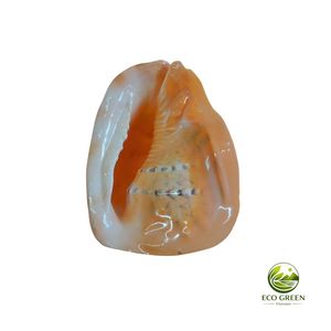 Natural Red Helmet Sea <b>Shell</b> Decorative Marine <b>Shell</b> For Aquarium Coastal Theme Souvenir And Home <b>Ornament</b> - Product Image 1