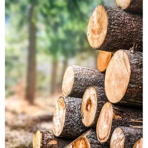 Troncos de madera de eucalipto natural baratos y de gran venta: los mejores troncos de madera de eucalipto - Product Image 3