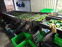 Citron en gros du Vietnam fruits frais sans pépins citron vert lime produit agricole du Vietnam norme d'exportation vers Dubaï