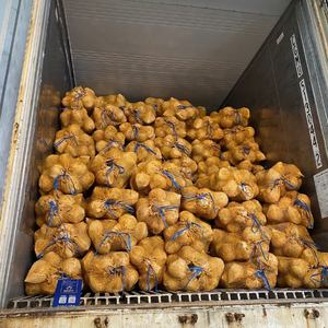 ส่งมอบทันที มะพร้าวสดแบบกึ่งปอกเปลือก สะอาด ปลอดภัย เกรดส่งออก สำหรับเตรียมอาหารและจัดแสดงขายปลีก จากมะพร้าวคัดสรรคุณภาพ - Product Image 3