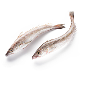 ปลาเฮคแช่แข็งสำหรับผู้นำเข้าและผู้ค้า - Product Image 6