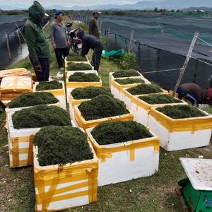 Algues de mer séchées durables de haute qualité du Vietnam (Caulerpa Lentillifera) – Riche en nutriments – Vente en gros - Product Image 5