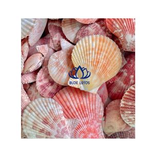 Las MEJORES VENTAS en Artesanías de Conchas Marinas Naturales |   Caja de Joyería y Decoración Artesanal Ecológica Hecha a Mano con Conchas - Product Image 1