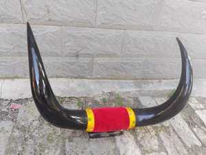 Par de Cuernos Decorativos Largos, Pulidos, para Montaje de Toro Taxidermizado |   Pares de Cuernos de Vaca Pulidos |   Decoración Occidental |   Auténticas Cuernas de Toro Montadas - Product Image 2