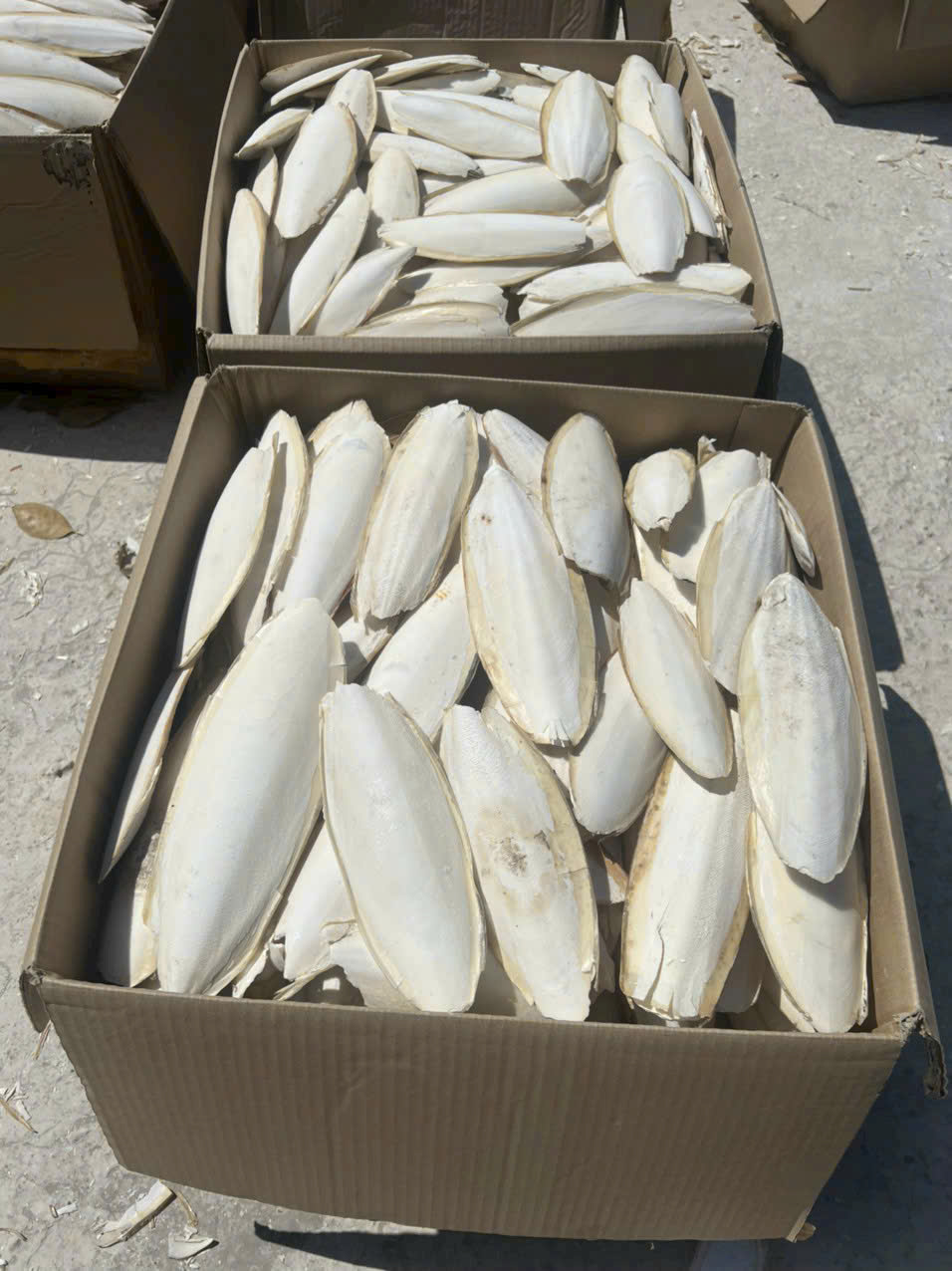 cuttlebone for parrots