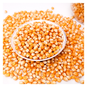 Palomitas de Maíz al Por Mayor de la Mejor Calidad, Grado Alimenticio Premium, Listas para Enviar, Suministro para Exportación - Product Image 4