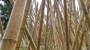 Wholesale Bamboo <b>Pole</b> Natural Bamboo Material <b>for</b> DIY Craft Furniture <b>Garden</b> and Construction Vietnam Factory - Product Image 6