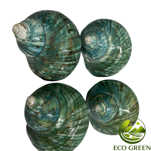 Wholesale Turbo <b>Shells</b> Natural Polished Seashells for <b>Hermit</b> <b>Crabs</b> Aquarium Decoration DIY Crafts Beach Decor and Souvenir Shops - Product Image 1