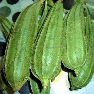 Calabaza Fresca Orgánica de Granja, Suministro Directo, Calidad de Exportación, Luffa Verde de Bangladesh, Six Season Agro Traders - Product Image 3