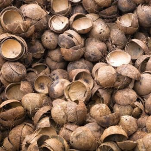 Coques de noix de coco brutes broyées du Tamil Nadu, qualité A, 3-6 cm, pour la production de bio-carbone et la filtration des métaux lourds dans l'eau - Product Image 4