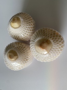 Coco en forma de diamante, agua de coco dulce joven, coco de Vietnam con buena calidad y precio barato - Product Image 6