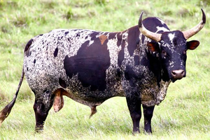 Approvisionnement en gros de bétail Nguni de NMF (PVT) LTD - Longue durée de conservation, Afrique du Sud, pour les commerçants en bétail et les propriétaires de ranchs - Product Image 4