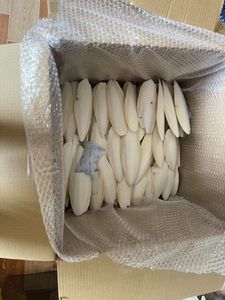 ปลาหมึกกระดูกปลาหมึกเนื้อปลาหมึกอบแห้งคุณภาพสูงสำหรับนกแก้วและสัตว์เลื้อยคลานในราคาโรงงาน - Product Image 4