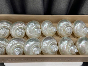 Proveedor de Vietnam: Conchas de Nácar Turbo Brillantes y Perladas al por Mayor para Manualidades, Adornos y Arte - Macy - Product Image 1