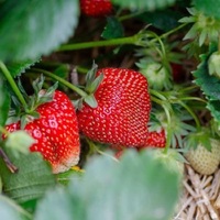 Premium kwaliteit verse bramen, natuurlijk zoet en sappig, GMO-vrij, boerderijvers, 25kg, gezond eten, natuurlijke voeding
