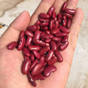 Frijoles Rojos a Granel, Paquete de 5 kg, Frijoles Secos para Cocinar, Legumbres Saludables Ricas en Proteínas para Restaurantes, Venta al por Menor, Exportación a Brasil - Product Image 5