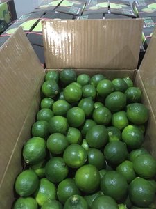 Limón Verde Fresco Sin Semillas, Cítrico Natural, Producto Premium de Exportación de Vietnam para Suministro Global - Product Image 6