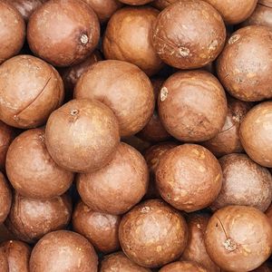 Wholesale Supply OEM/ODM Ready to Eat Macadamia <b>Nuts</b> in Shell - Salted and Roasted Customized Logo as Request & Sample Available - Product Image 4