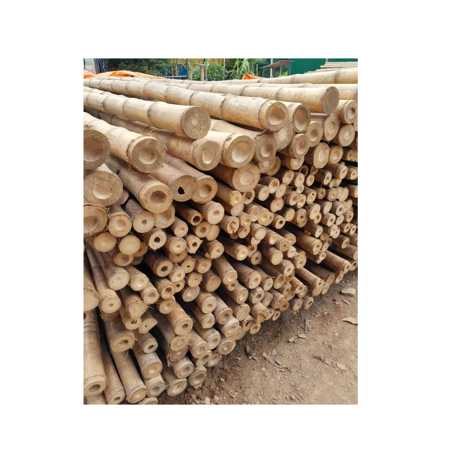 Precio de fábrica Estacas de plantas de bambú/Materiales de postes de soporte de bambú grande/Enrejado de bambú natural WhatsApp 0084587176063