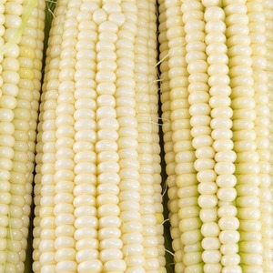 Maíz Blanco Puro 100% de Primera Calidad para Exportación al por Mayor, Suministro para Importadores, Granos Naturales, Empaque Limpio y Fuente a Granel Fresca - Product Image 5