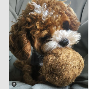 Jouet à mâcher pour chien en forme de boule de noix de coco, écologique, en fibre de coco naturelle, corde durable, jouet pour animaux de compagnie pour nettoyer les dents - Product Image 2