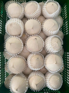 มะพร้าวขัดเงาทั้งลูก โคโค่ เฟรสโก ปูลิโด โคโคส โปรแอสพาต เดโคจิต ผู้ส่งออก (WA +84914319488) - Product Image 3