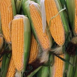Maíz Amarillo Seco Orgánico de Primera Calidad, Producto Agrícola de Alta Demanda para Exportación, Disponible en Suministro a Granel Consistente - Product Image 6