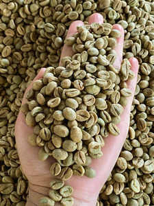 Bulk Wholesale Organic <b>Robusta</b> <b>Beans</b> Size 16 for International Buyers, USDA and ISO Certified, High Quality, MOQ Flexible - Product Image 3
