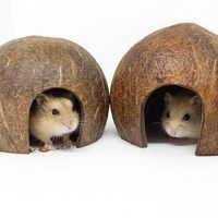 Nichoir écologique vietnamien en coque de noix de coco – Abri respirant et durable pour petits animaux et accessoire de jeu pour oiseaux et hamsters