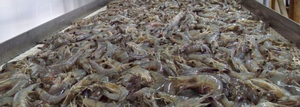 Viande de bœuf hachée congelée entière de qualité supérieure, nutritive, en gros, prête à l'exportation, durée de conservation de 24 mois, pour la restauration - Product Image 2