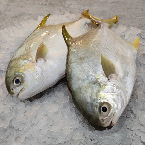 Poisson Pomfret Argenté Entier Biologique de Qualité Supérieure, Congelé, d'Atlantique - Product Image 5