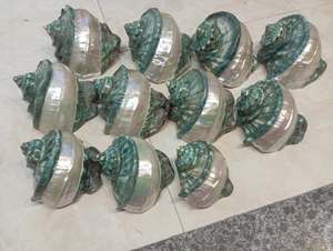 Coquille de Largo Turbo naturelle polie du Vietnam, grande coquille de mer pour la décoration de maisons côtières, les présentations de mariage, l'aménagement d'aquariums et les projets de bricolage - Product Image 1