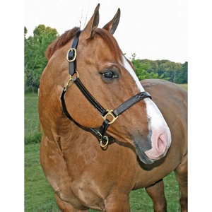 Cabestro de Cuero para Caballo Hecho a Mano de Alta Calidad, Estilo Silla Inglesa, Uso Multiusos, Herrajes de Latón Personalizables, Mejor Precio - Product Image 1