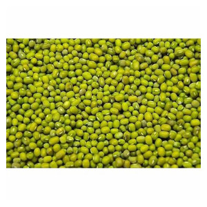 Exportateur de haricots mungo verts frais de la ferme pour les importateurs, les usines alimentaires et les distributeurs de produits agricoles - Product Image 4